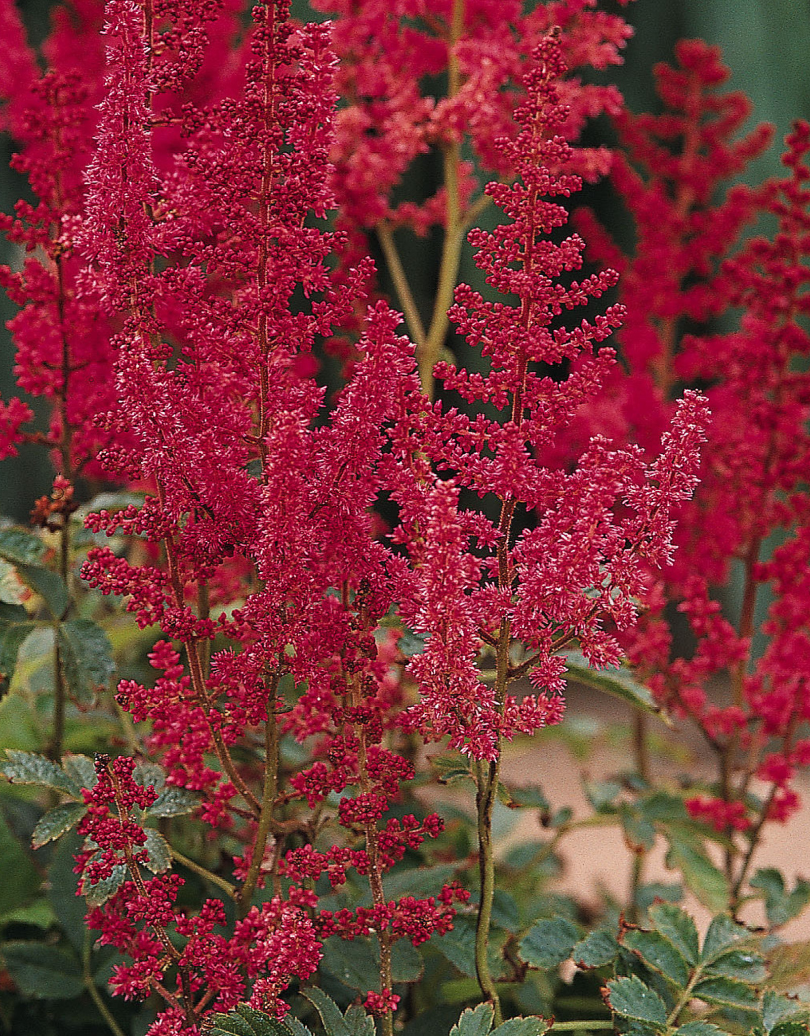 Walters Gardens Astilbe x arendsii 'August Light' #1(red)