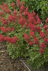 Walters Gardens Astilbe x arendsii 'August Light' #1(red)