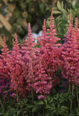 Walters Gardens Astilbe chinensis 'Rise and Shine' #1(pink)