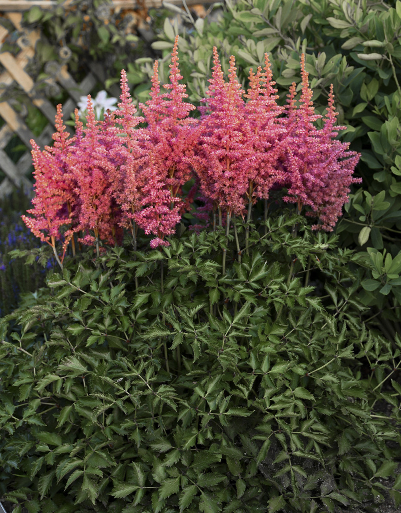 Walters Gardens Astilbe chinensis 'Rise and Shine' #1(pink)