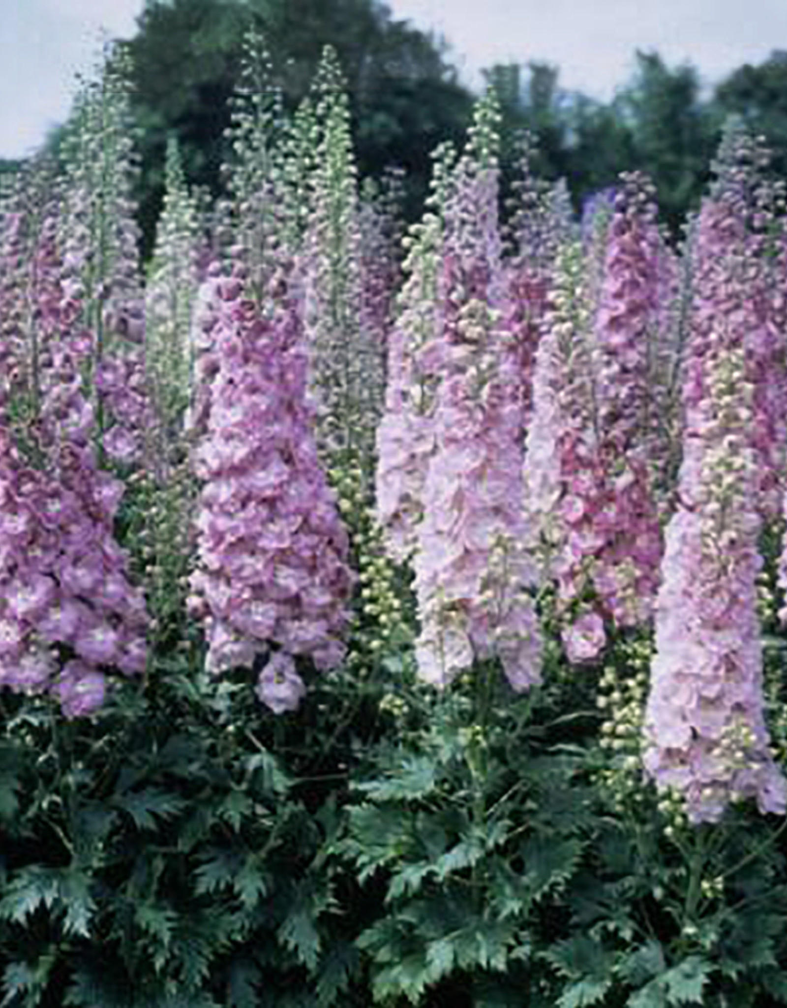 Delphinium e. Million Dollar Blush 5.5in