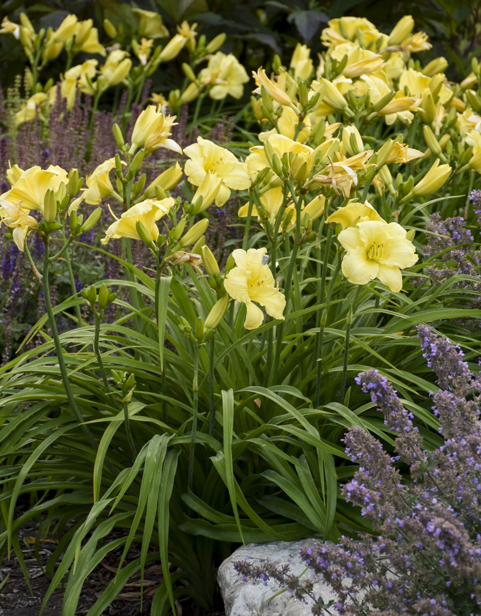 Proven Winners Hemerocallis 'Going Bananas #1Daylily PW