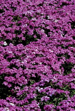 Walters Gardens Phlox s. Red wing 3.5in