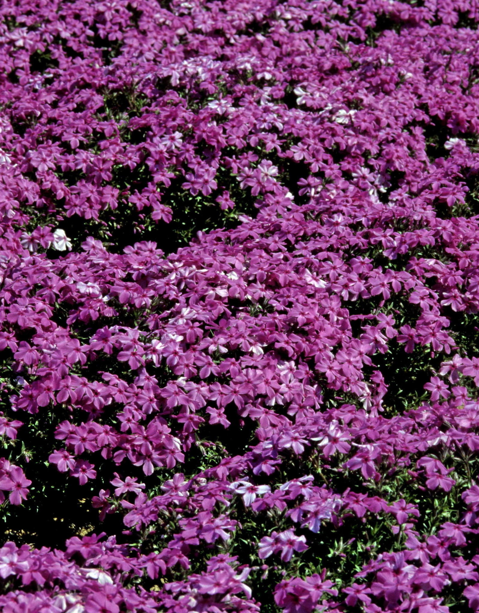 Walters Gardens Phlox s. Red wing 3.5in
