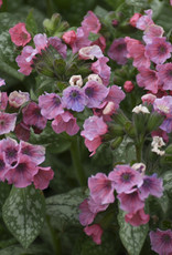Walters Gardens Pulmonaria 'Pretty in Pink' 5.5 in- Lungwort