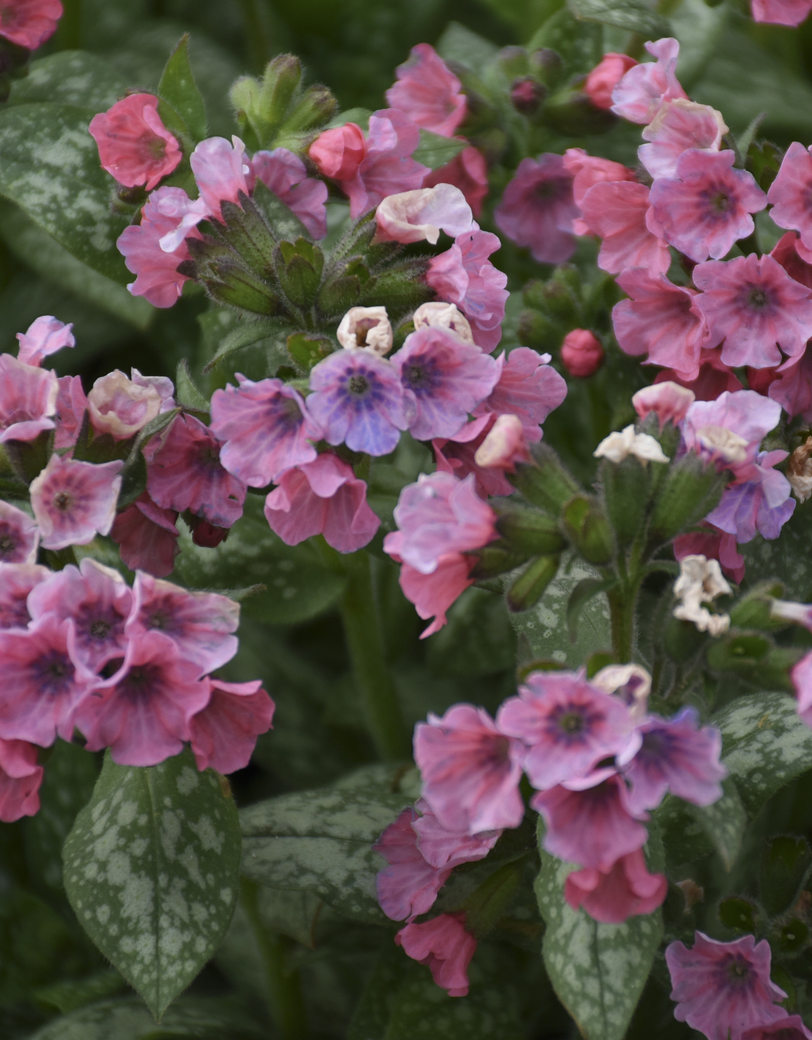 Walters Gardens Pulmonaria 'Pretty in Pink' 5.5 in- Lungwort