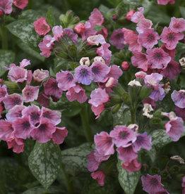 Walters Gardens Pulmonaria 'Pretty in Pink' 5.5 in- Lungwort
