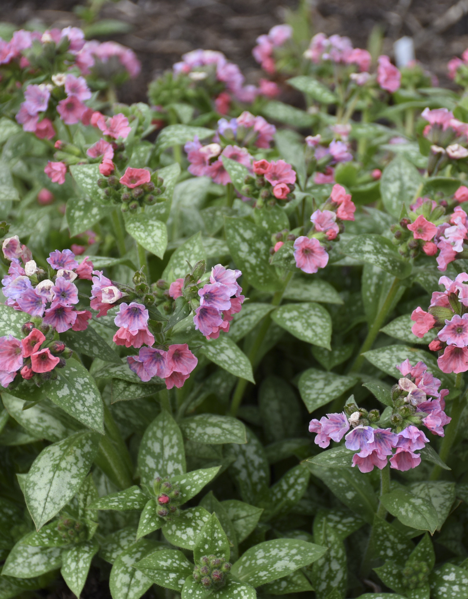 Walters Gardens Pulmonaria 'Pretty in Pink' 5.5 in- Lungwort