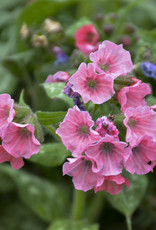 Walters Gardens Pulmonaria 'Pretty in Pink' 5.5 in- Lungwort