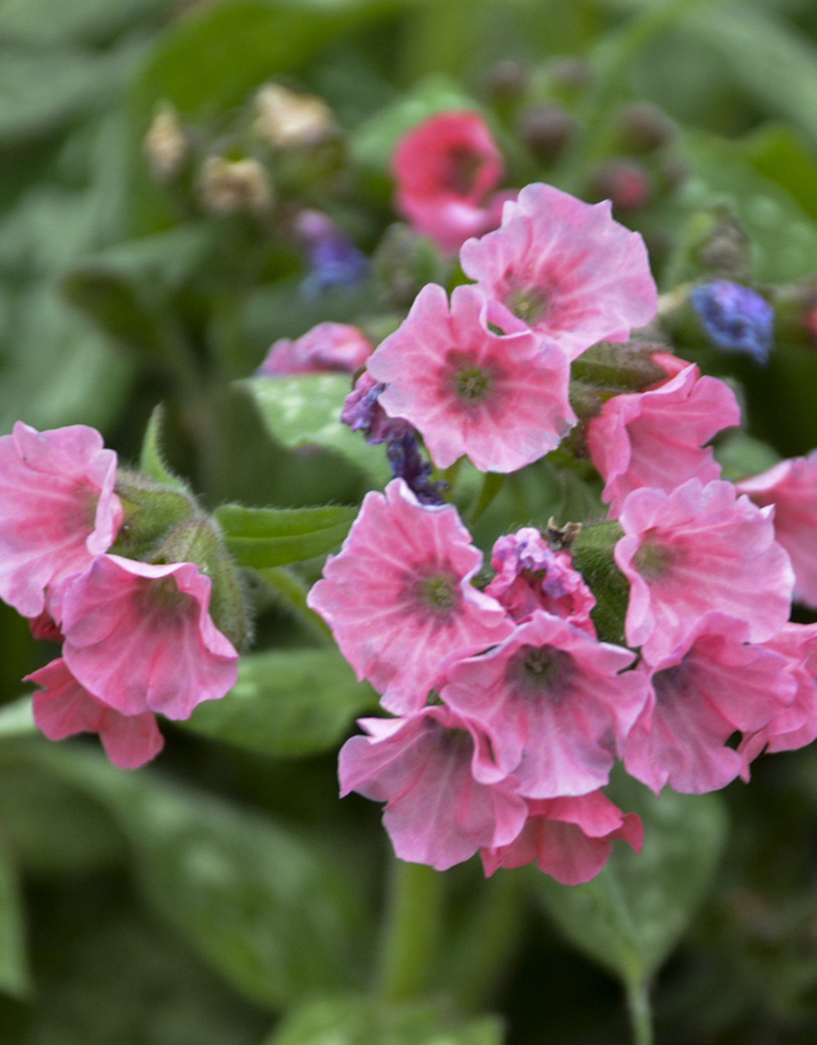 Walters Gardens Pulmonaria 'Pretty in Pink' 5.5 in- Lungwort