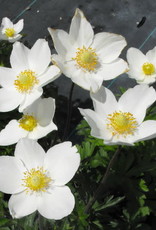 Bron and Sons Anemone sylvestris #1  Snowdrop Anemone or Windflower