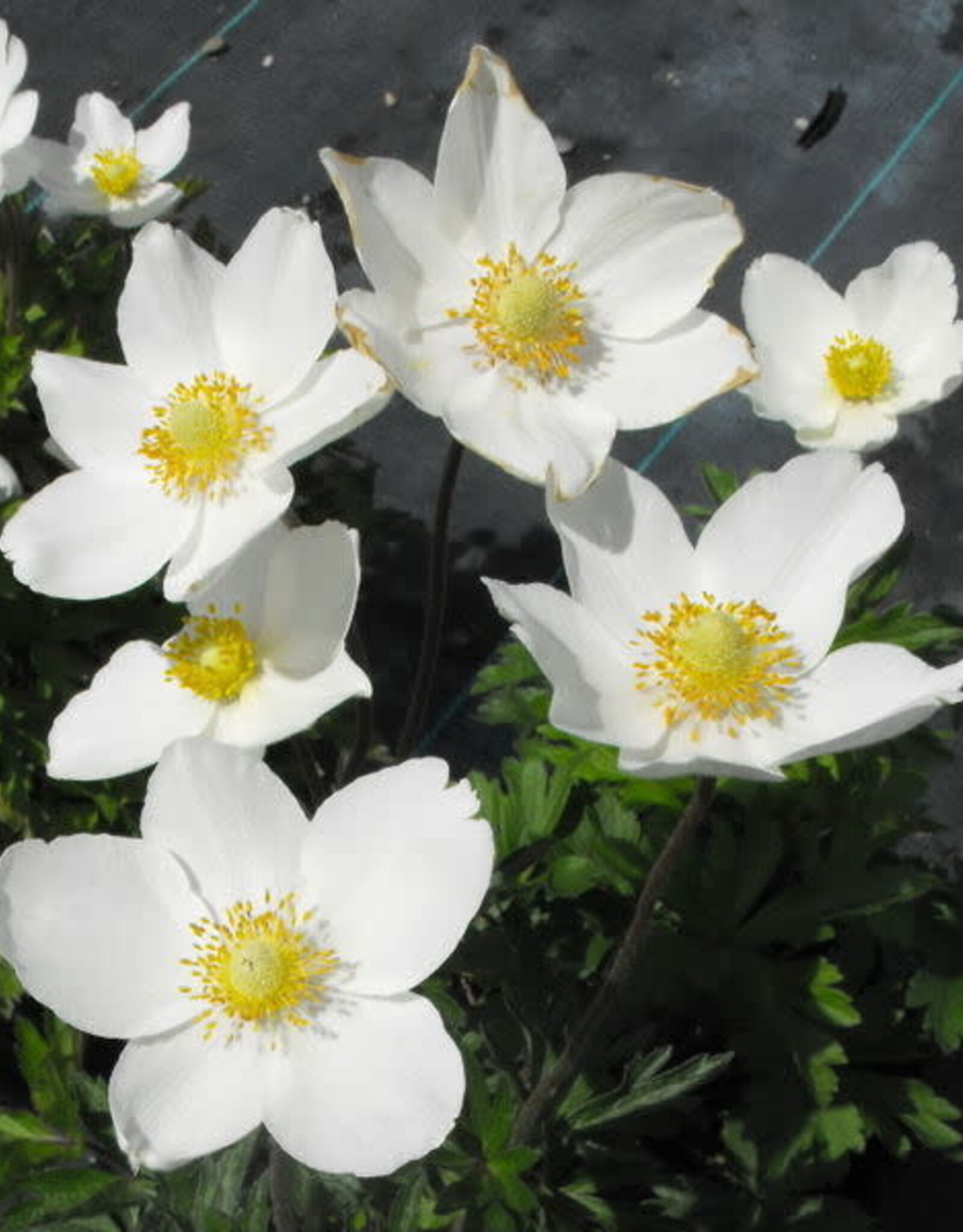 Bron and Sons Anemone sylvestris #1  Snowdrop Anemone or Windflower