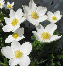Bron and Sons Anemone sylvestris #1  Snowdrop Anemone or Windflower