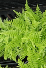 Bron and Sons Athyrium filix-femina #1