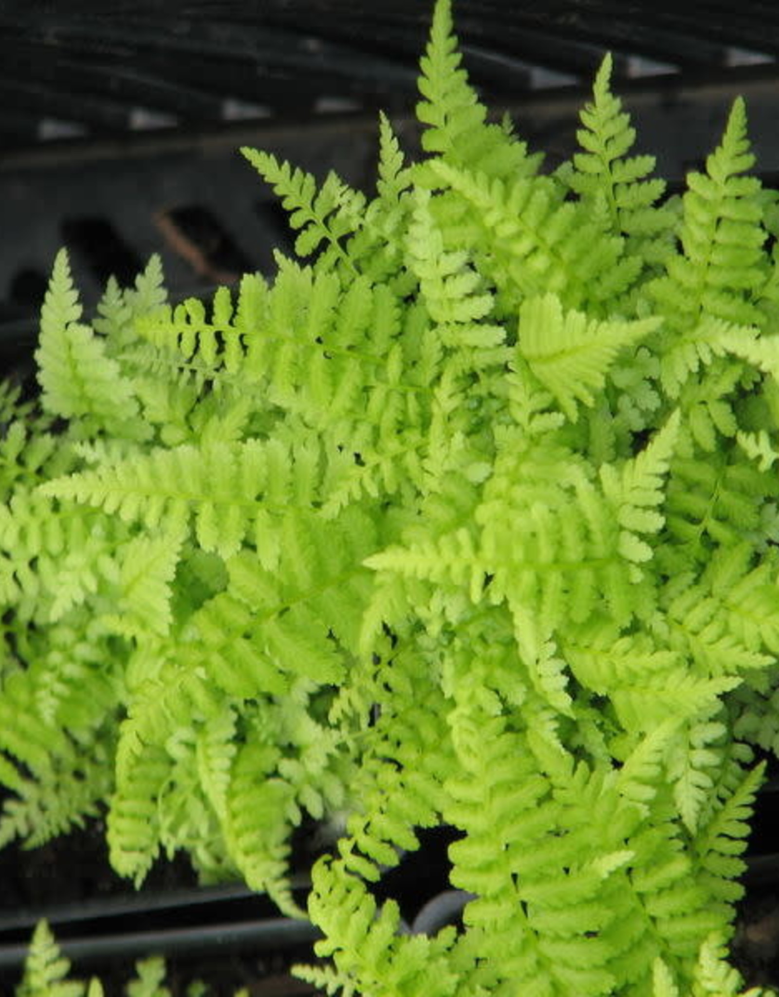 Bron and Sons Athyrium filix-femina #1