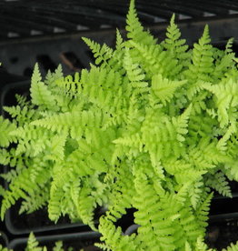 Bron and Sons Athyrium filix-femina #1