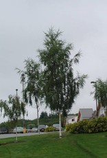 Bron and Sons Betula pendula 'Laciniata' #15 Cutleaf weeping birch