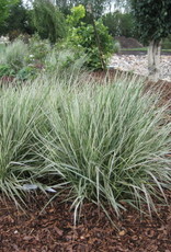 Bron and Sons Calamagrostis x arundinacea 'Overdam' #1  Overdam Var. Feather Reed Grass