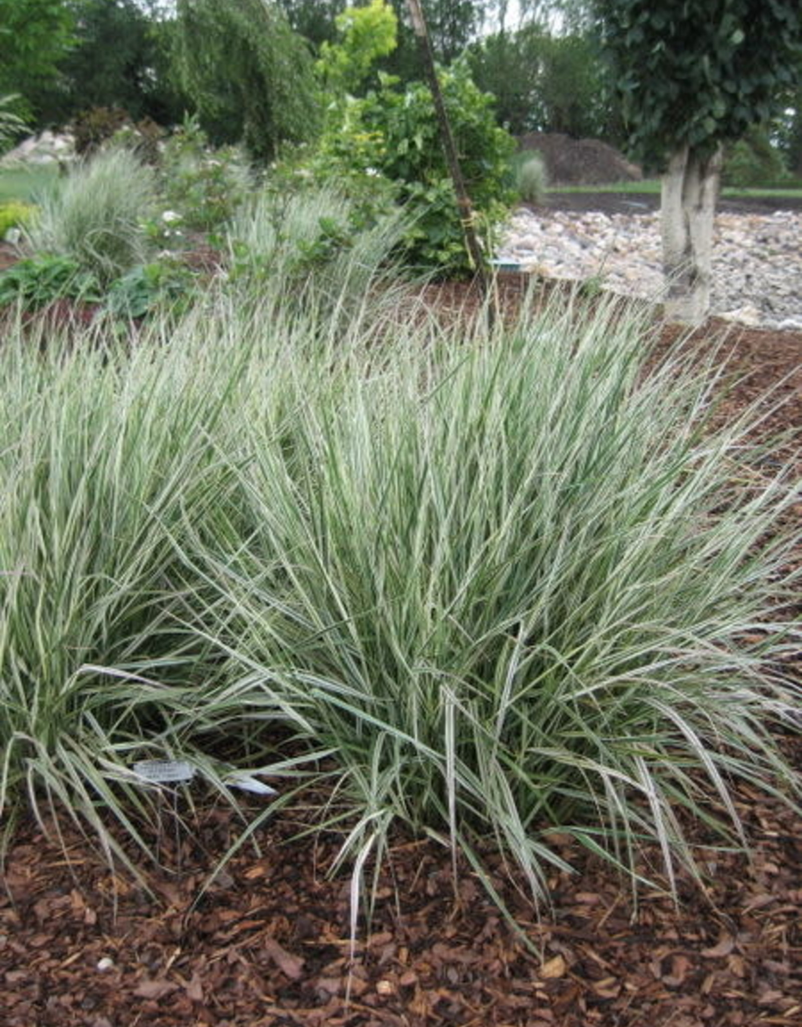 Bron and Sons Calamagrostis x arundinacea 'Overdam' #1  Overdam Var. Feather Reed Grass