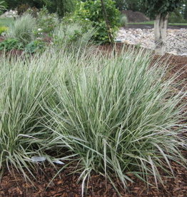 Bron and Sons Calamagrostis x arundinacea 'Overdam' #1  Overdam Var. Feather Reed Grass