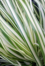 Bron and Sons Calamagrostis x acu. 'Lightning Strike' PPAF #1