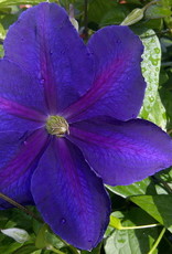 Bron and Sons Clematis 'Jackmanii' #1