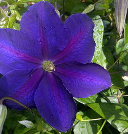 Bron and Sons Clematis 'Jackmanii' #1