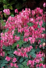 Bron and Sons Dicentra 'King of Hearts' PP14692 #1