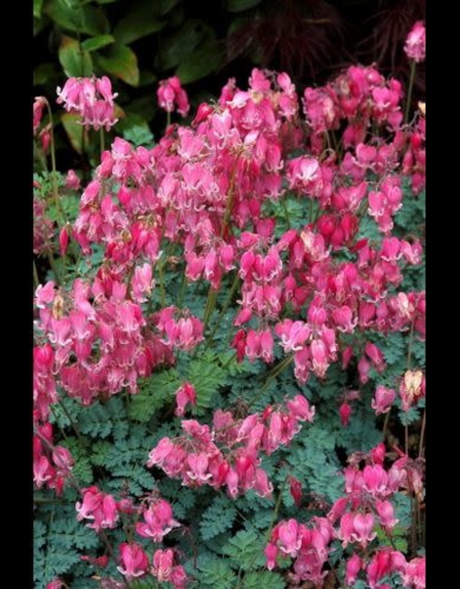 Bron and Sons Dicentra 'King of Hearts' PP14692 #1  King of Hearts Bleeding Heart