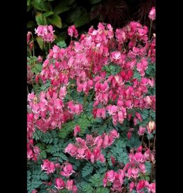 Bron and Sons Dicentra 'King of Hearts' PP14692 #1  King of Hearts Bleeding Heart