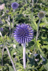Bron and Sons Echinops ritro 'Veitch's Blue' #1 Globe Thistle