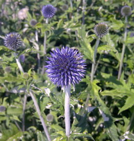 Bron and Sons Echinops ritro 'Veitch's Blue' #1 Globe Thistle
