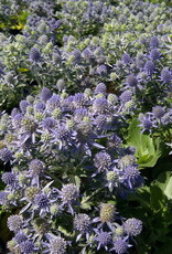 Bron and Sons Eryngium planum 'Blue Hobbit' #1  Blue Hobbit Sea Holly
