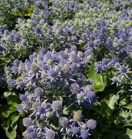 Bron and Sons Eryngium planum 'Blue Hobbit' #1  Blue Hobbit Sea Holly
