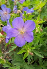 Bron and Sons Geranium 'Johnson's Blue' #1