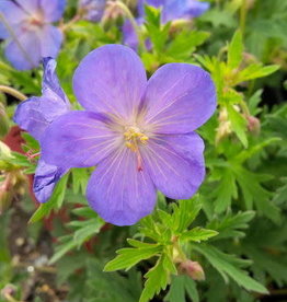 Bron and Sons Geranium 'Johnson's Blue' #1