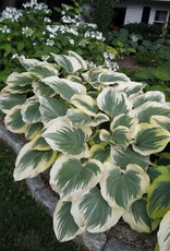 Bron and Sons Hosta 'Victory' #1
