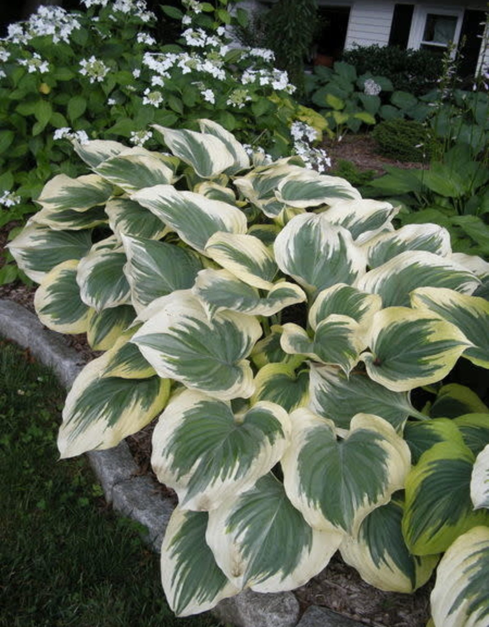 Bron and Sons Hosta 'Victory' #1