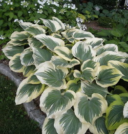 Bron and Sons Hosta 'Victory' #1
