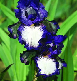 Bountiful Harvest Iris Iris germanica Beverly Sills 1 Wagon Wheel