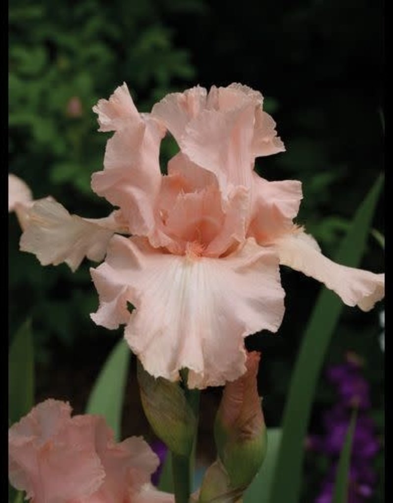 Bountiful Harvest Iris Iris germanica Beverly Sills 1 Wagon Wheel