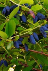 Bron and Sons Lonicera cae. 'Boreal Beast' #2 Haskap or Honeyberry