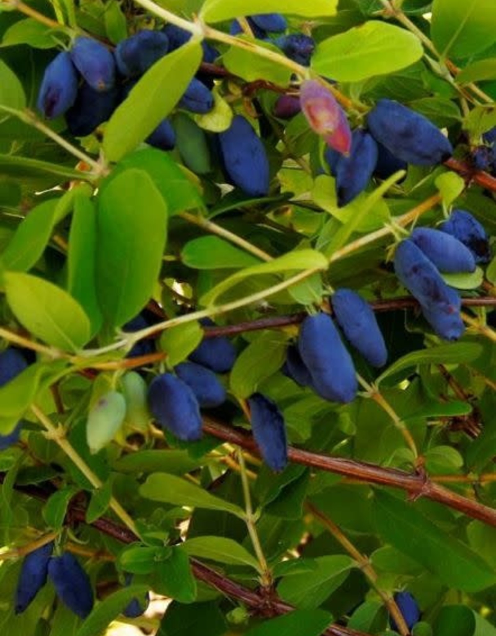 Bron and Sons Lonicera cae. 'Boreal Beast' #2 Haskap or Honeyberry