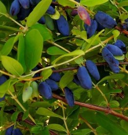 Bron and Sons Lonicera cae. 'Boreal Beast' #2 Haskap or Honeyberry