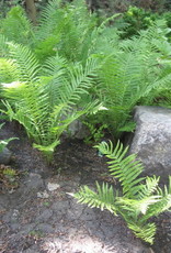 Bron and Sons Matteuccia pensylvanica #1 -Ostrich Fern