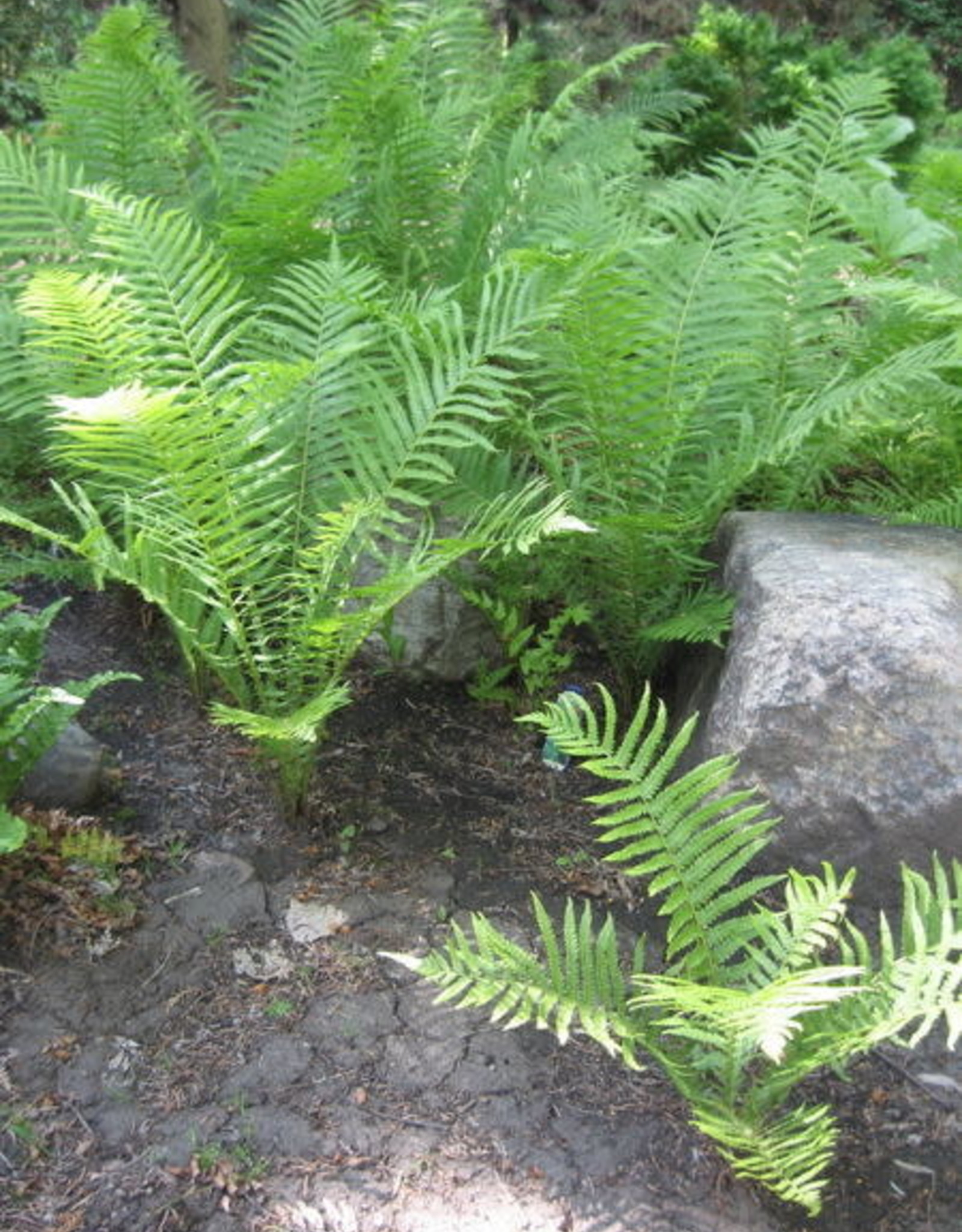 Bron and Sons Matteuccia struthiopteris pensylvanica #1  -Ostrich Fern