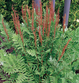 Bron and Sons Osmunda regalis #1 Royal Flowering Fern