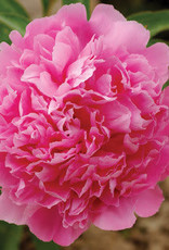 Bron and Sons Paeonia officinalis 'Rosea Plena' #1  Pink Memorial Day Peony
