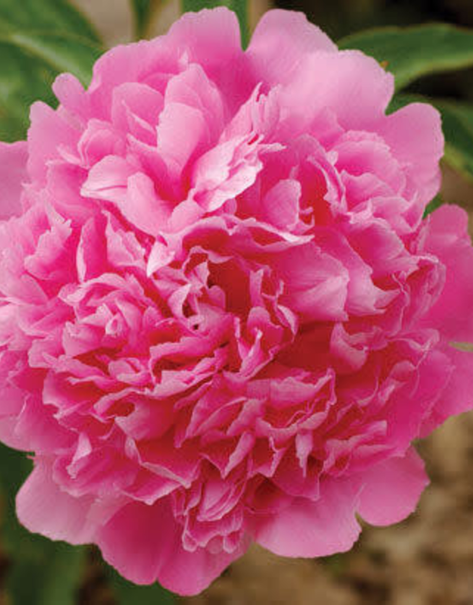 Bron and Sons Paeonia officinalis 'Rosea Plena' #1  Pink Memorial Day Peony