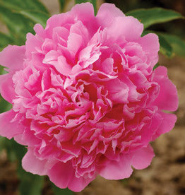 Bron and Sons Paeonia officinalis 'Rosea Plena' #1  Pink Memorial Day Peony